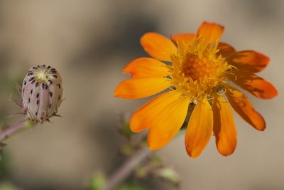 Adenophyllum speciosum, photographed by Bill Levine