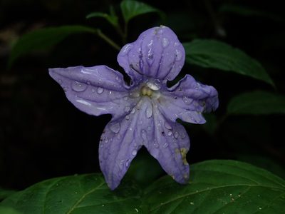 Browallia speciosa, photographed by Nolan Exe