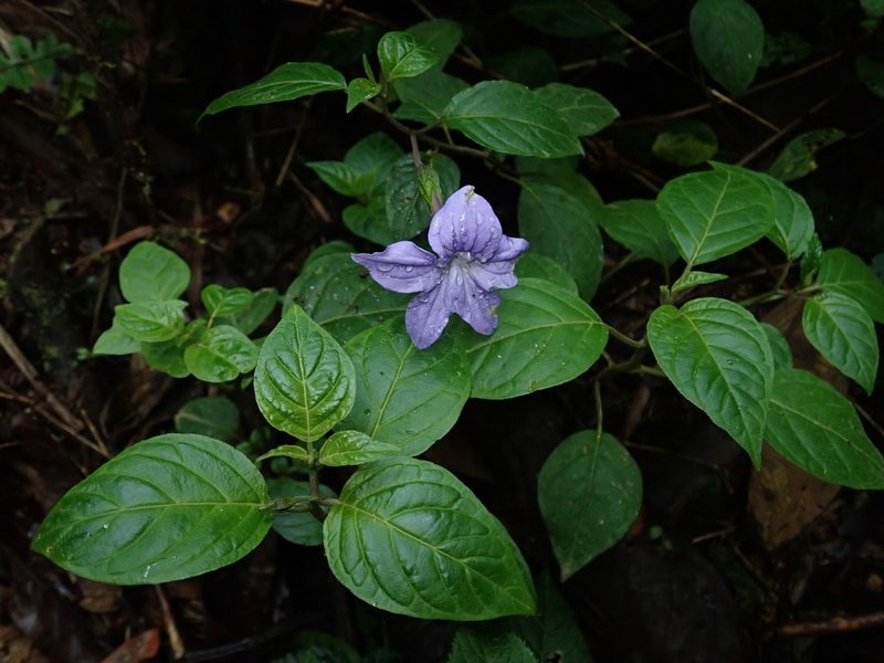 Browallia speciosa, photographed by Nolan Exe