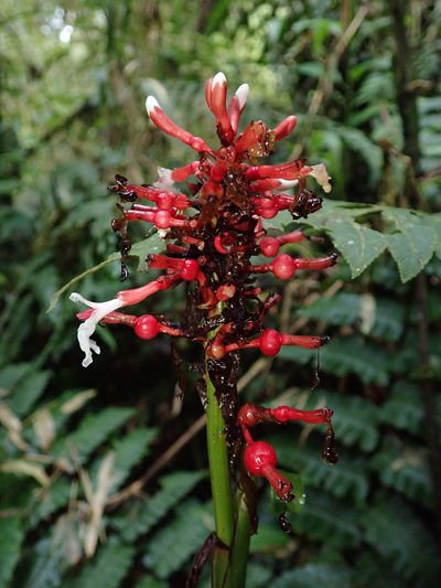 Renealmia sessilifolia, photographed by Nolan Exe