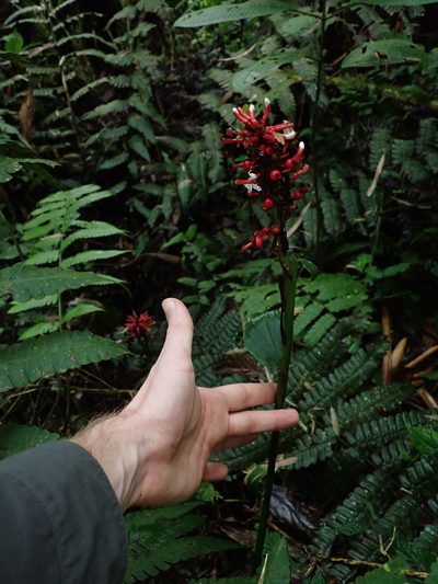 Renealmia sessilifolia, photographed by Nolan Exe