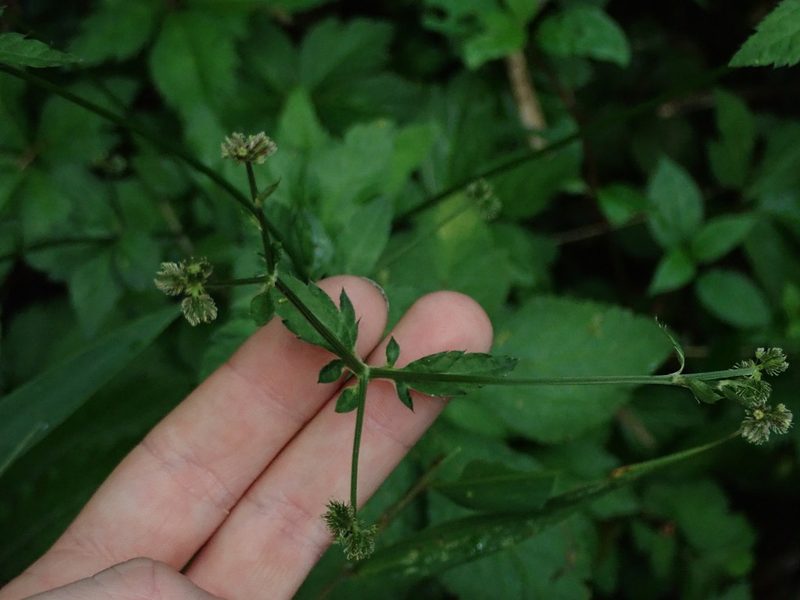 Sanicula liberta, photographed by Nolan Exe
