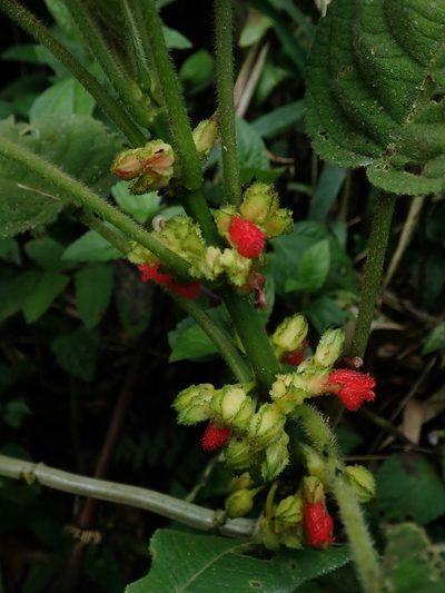 Drymonia teuscheri, photographed by Nolan Exe