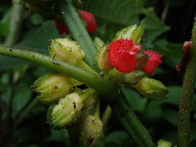 Drymonia teuscheri, photographed by Nolan Exe