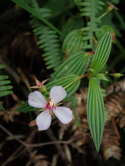 Monochaetum lineatum, photographed by Nolan Exe