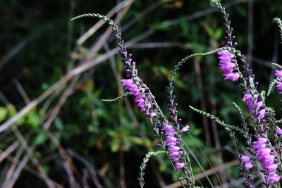 Physostegia pulchella, photographed by Michael D Fox