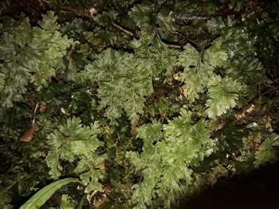 Hymenophyllum rufescens, photographed by naturewatchwidow