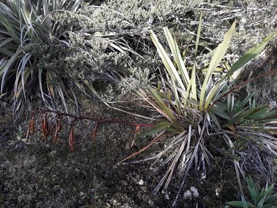 Phormium colensoi, photographed by naturewatchwidow