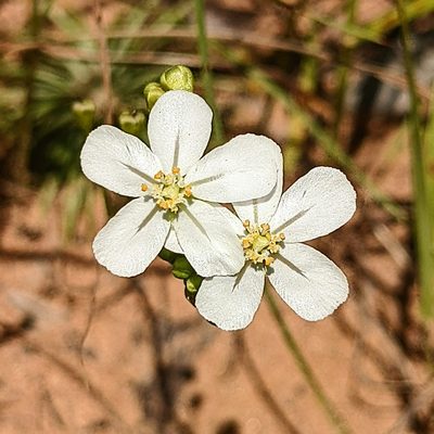 Drosera broomensis, photographed by Michael Somerville