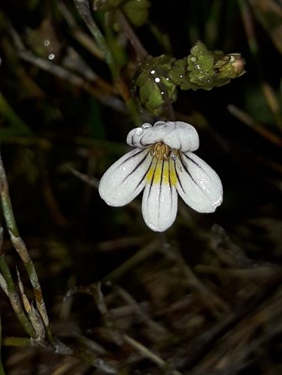 Euphrasia cheesemanii, photographed by naturewatchwidow