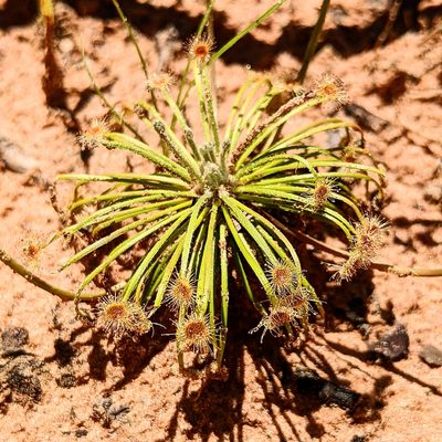 Drosera broomensis, photographed by Michael Somerville