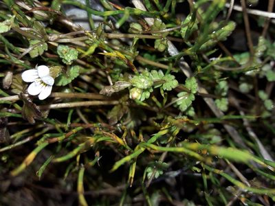 Euphrasia cheesemanii, photographed by naturewatchwidow