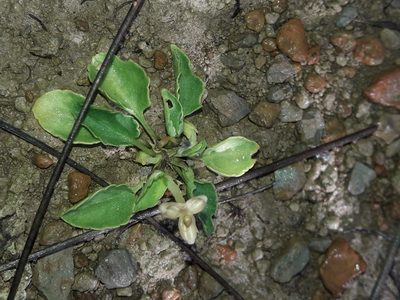Viola cunninghamii, photographed by naturewatchwidow