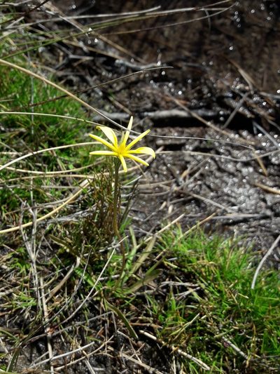 Microseris scapigera, photographed by naturewatchwidow