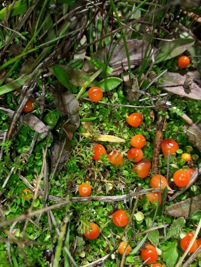 Nertera balfouriana, photographed by naturewatchwidow