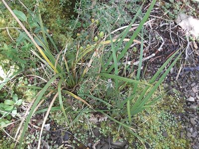 Libertia ixioides, photographed by naturewatchwidow