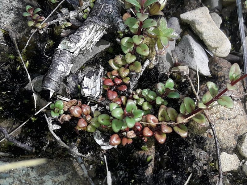 Epilobium gracilipes, photographed by naturewatchwidow