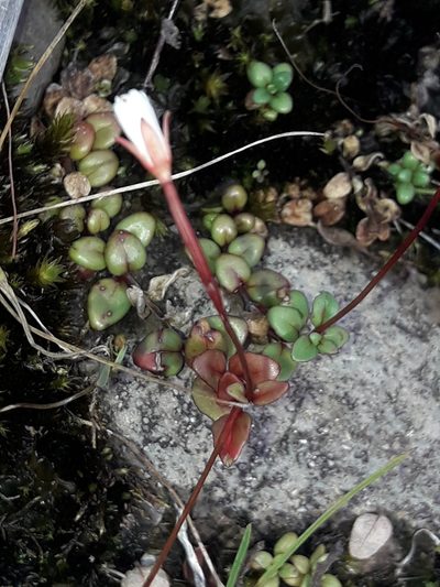 Epilobium gracilipes, photographed by naturewatchwidow