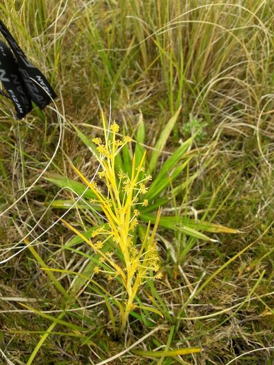 Aciphylla anomala, photographed by naturewatchwidow