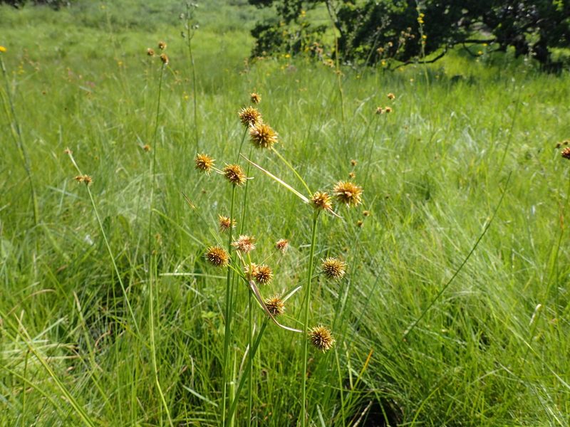 Rhynchospora holoschoenoides, photographed by Mahomed Desai