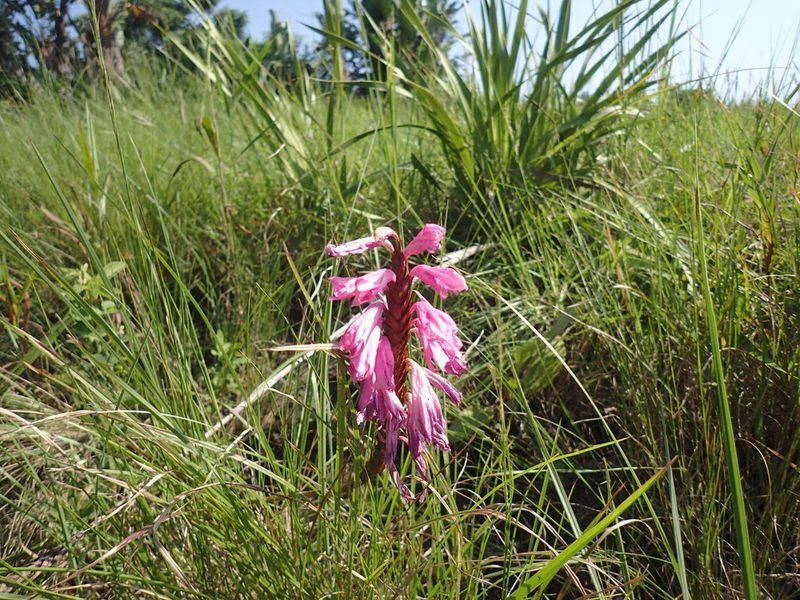 Watsonia densiflora, photographed by Mahomed Desai