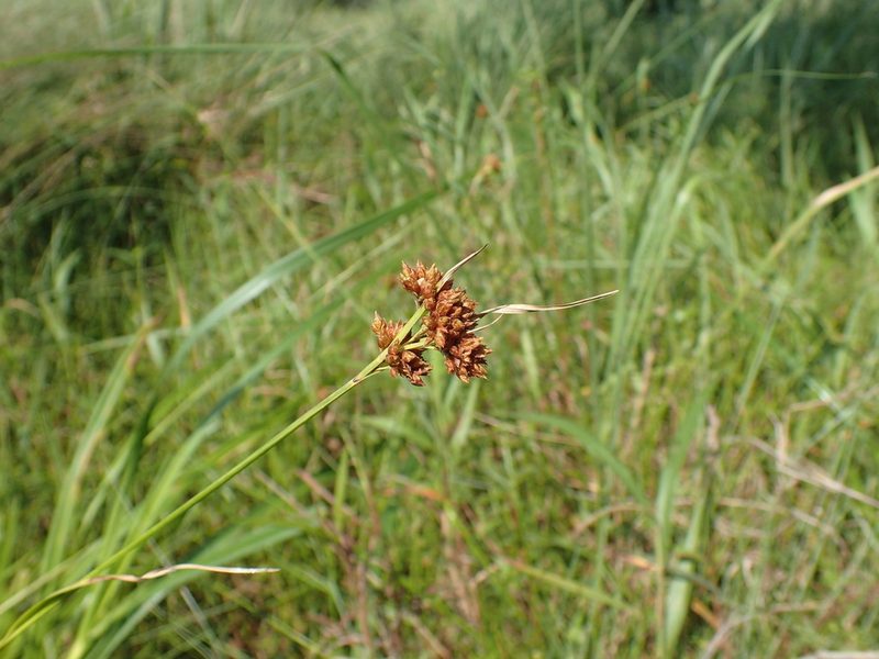 Rhynchospora barrosiana, photographed by Mahomed Desai