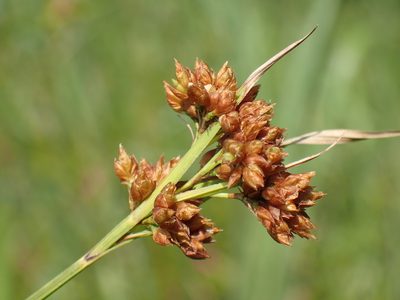 Rhynchospora barrosiana, photographed by Mahomed Desai
