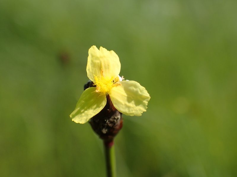 Xyris capensis, photographed by Mahomed Desai