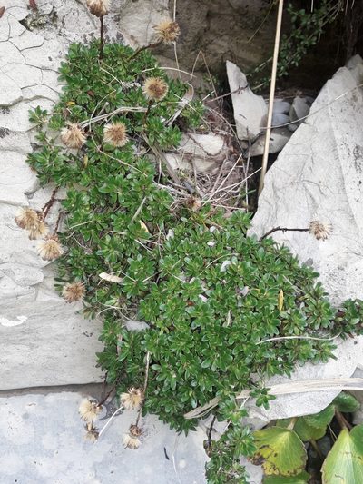 Celmisia bellidioides, photographed by naturewatchwidow
