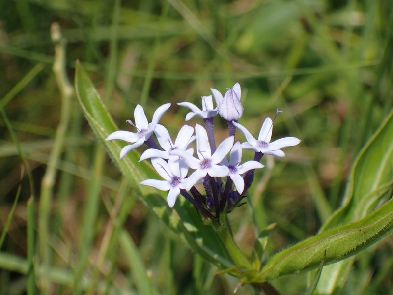 Pentanisia angustifolia, photographed by Mahomed Desai