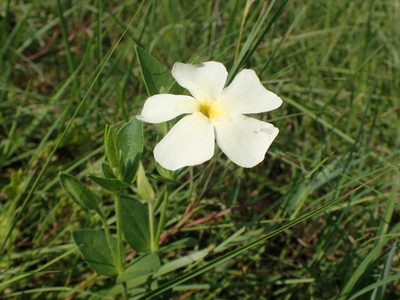 Thunbergia atriplicifolia, photographed by Mahomed Desai