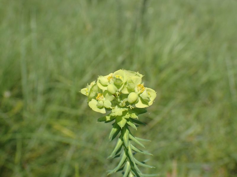 Euphorbia natalensis, photographed by Mahomed Desai