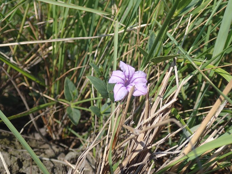 Ruellia cordata, photographed by Mahomed Desai