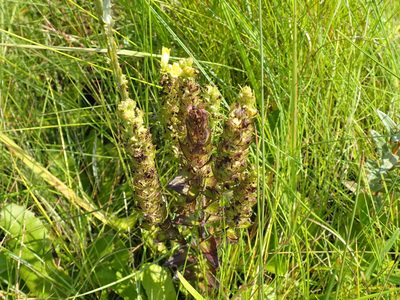 Alectra sessiliflora, photographed by Mahomed Desai