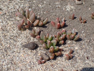 Delosperma subpetiolatum, photographed by Mahomed Desai