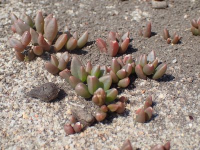 Delosperma subpetiolatum, photographed by Mahomed Desai