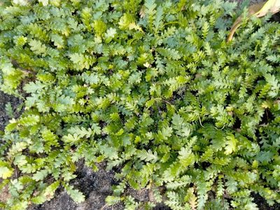 Leptinella dioica, photographed by John Barkla