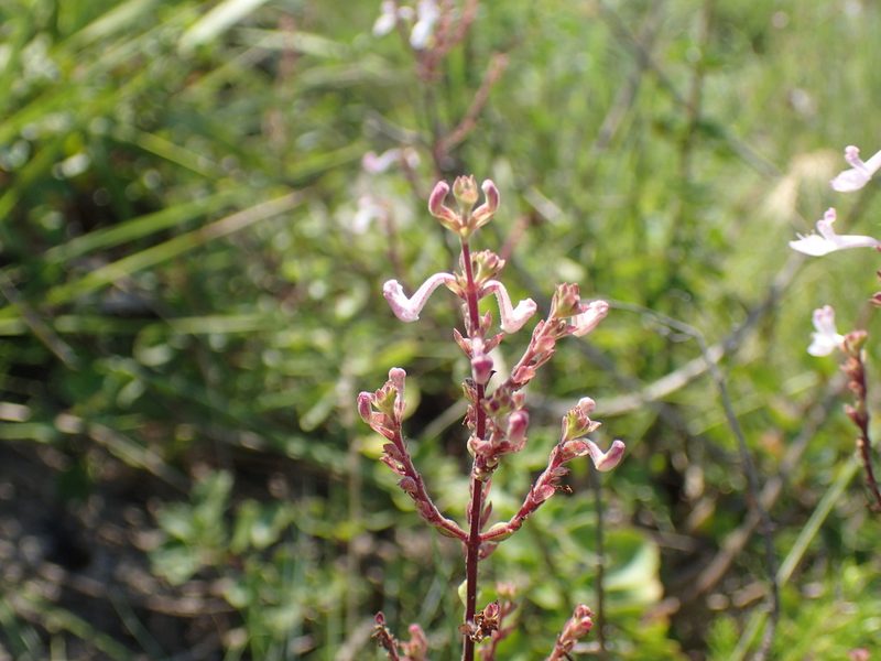 Aeollanthus parvifolius, photographed by Mahomed Desai