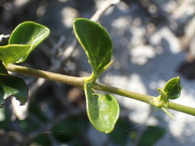 Canthium inerme, photographed by Mahomed Desai