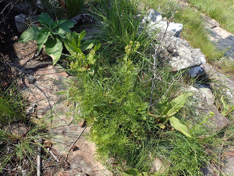 Senecio rhyncholaenus, photographed by Mahomed Desai
