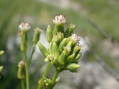 Senecio rhyncholaenus, photographed by Mahomed Desai