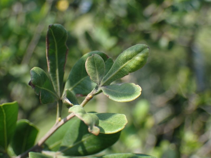 Ekebergia pterophylla, photographed by Mahomed Desai