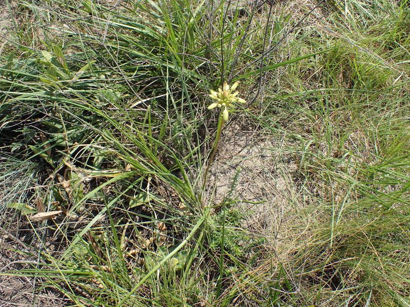 Aloe linearifolia, photographed by Mahomed Desai