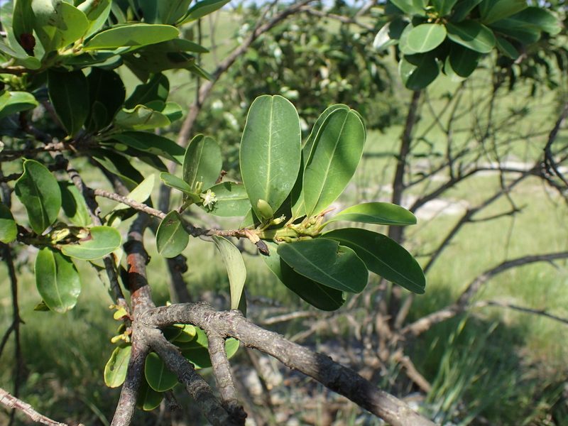 Erythroxylum pictum, photographed by Mahomed Desai
