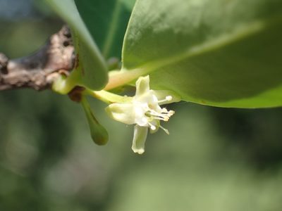 Erythroxylum pictum, photographed by Mahomed Desai