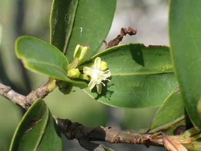 Erythroxylum pictum, photographed by Mahomed Desai