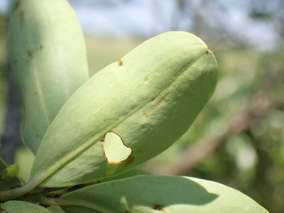 Erythroxylum pictum, photographed by Mahomed Desai