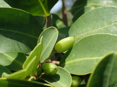 Erythroxylum pictum, photographed by Mahomed Desai
