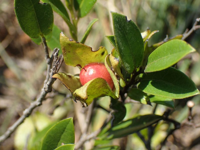 Diospyros scabrida, photographed by Mahomed Desai