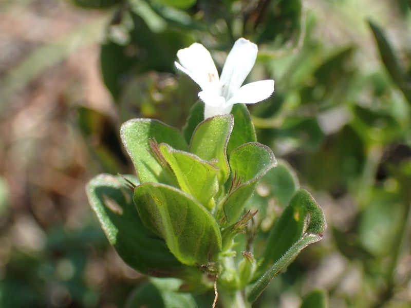 Dyschoriste burchellii, photographed by Mahomed Desai